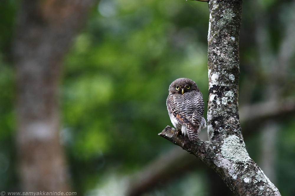 jungle owlet