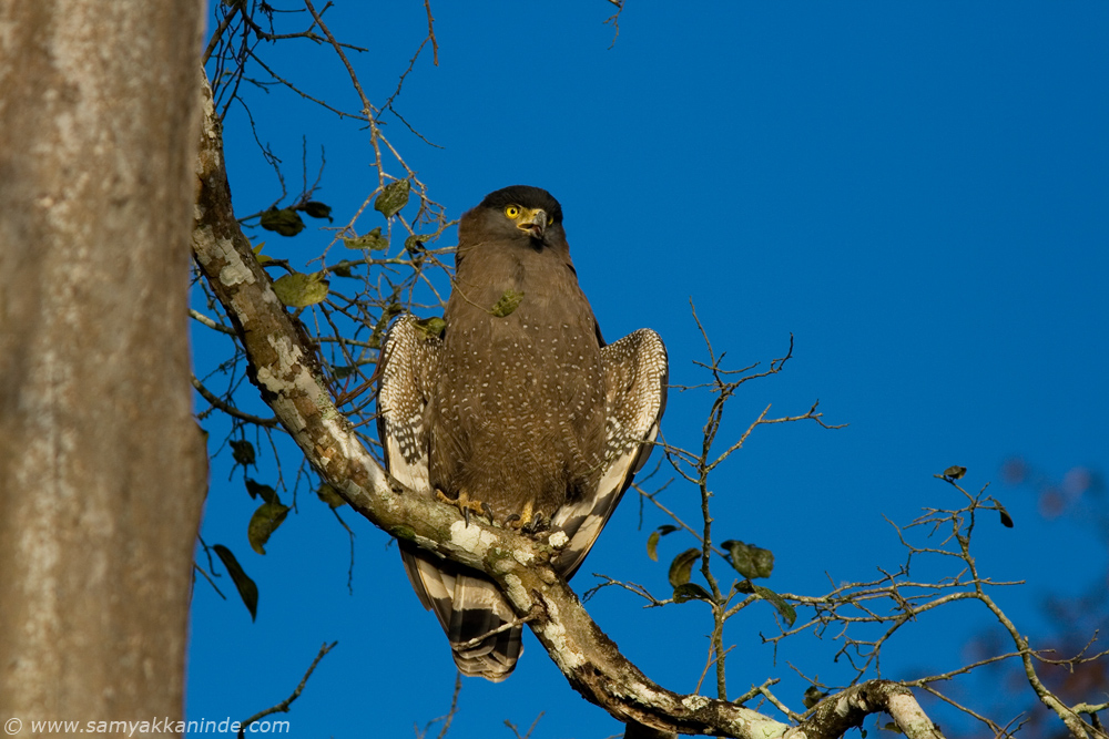 crested serpent eagle