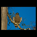 crested serpent Eagle