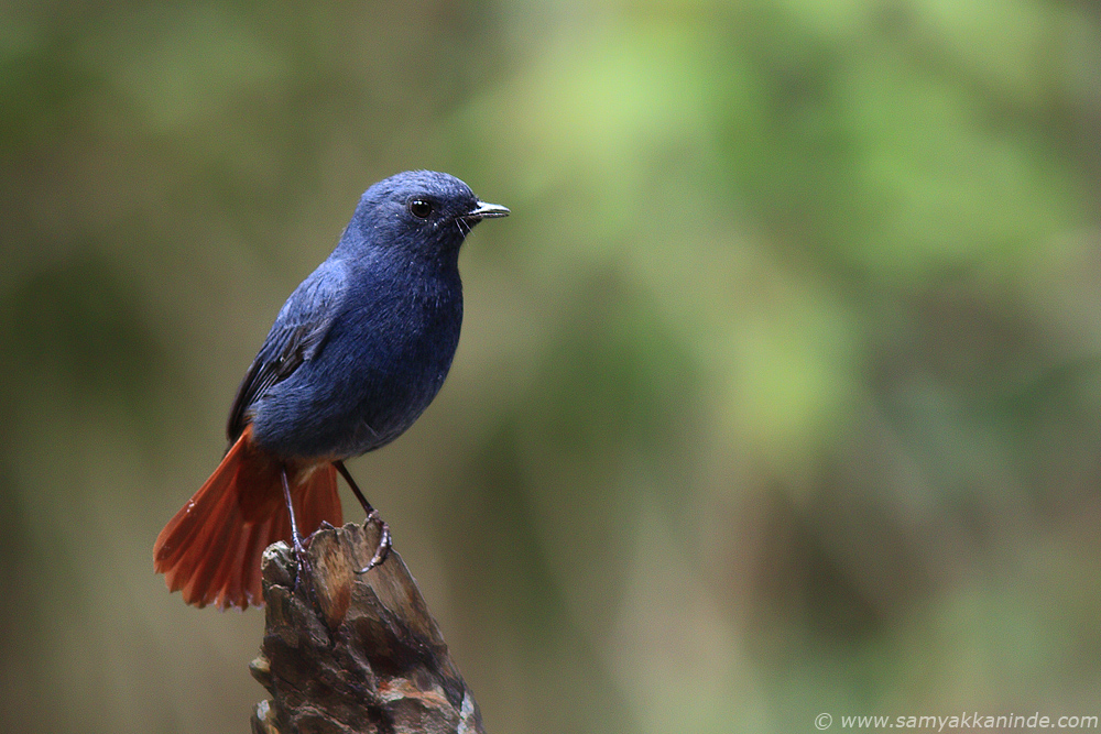 redstart