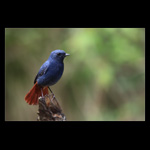 redstart