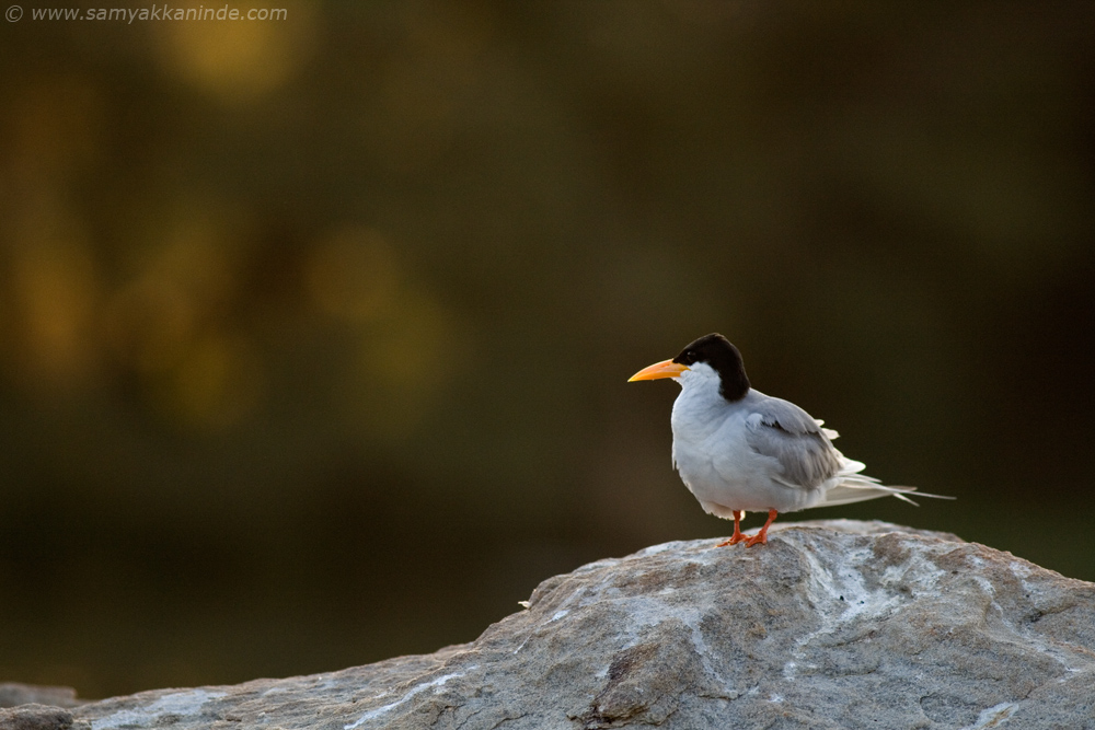 river tern