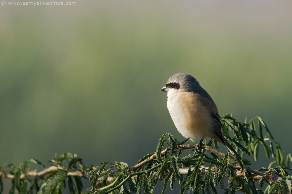 long tailed shrike