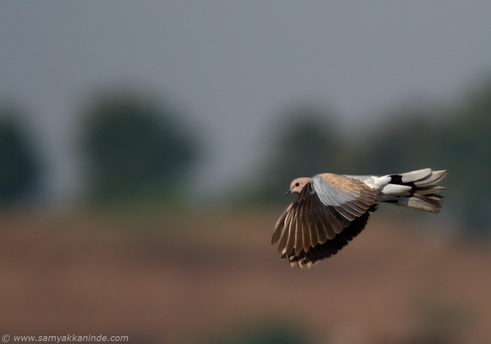 laughing dove