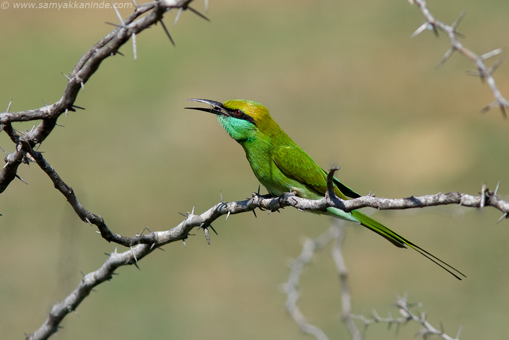 green bee eater