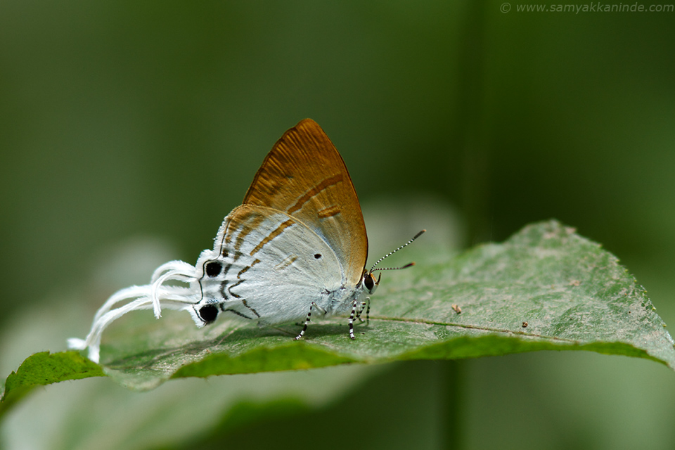 Khasi Common Imperial (Cheritra freja evansi)