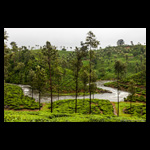 Tea Estates of Valparai fine art prints India