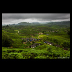 Tea Estates of Valparai fine art prints India