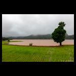 Paddy Fields in Monsoon in Western Ghats fine art prints India