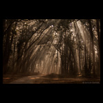 Forest Canopy in misty winters from Corbett Tiger Reserve fine art prints India