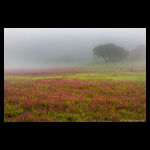 Plateaue of Flowers at Kaas, Maharashtra fine art prints India