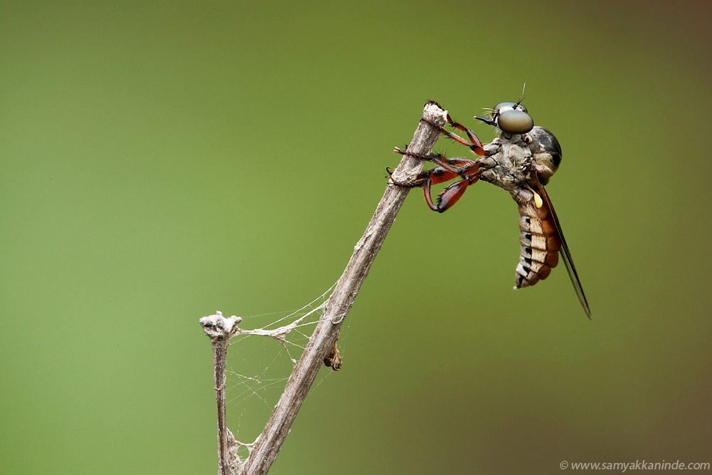 robberfly