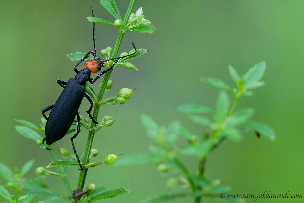 longhorn beetle