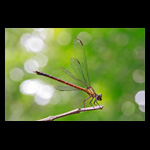 damselfly