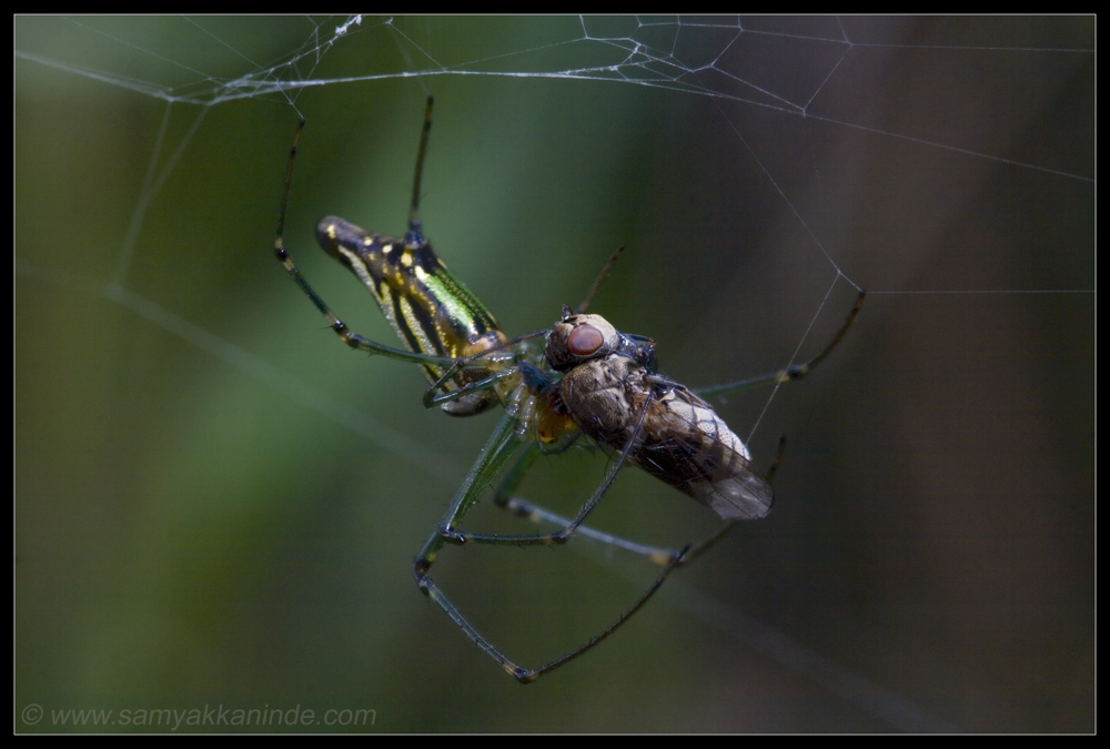 spider eating fly