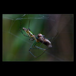 spider eating fly