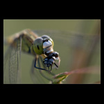 dragonfly eating beetle