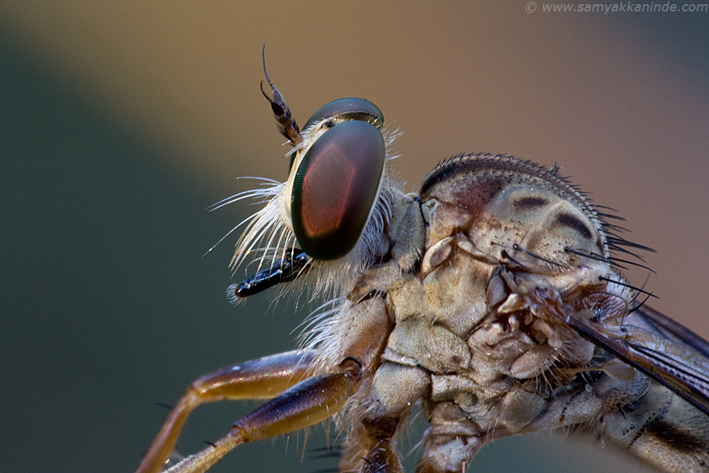 robberfly portrait