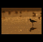 Stilt in golden morning fine art prints india