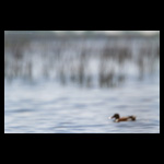 Northern Shoveler fine art prints india