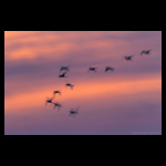 Flamingos running on water fine art prints india