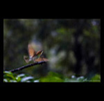 Chestnut headed bee eater fine art prints india