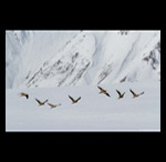 Tibetan Sandgrouse in Himalayas fine art prints india