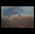 Sarus Crane in flight fine art prints india