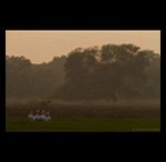 Great Pelican at dusk fine art prints india