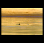 Gharial in Chambal river fine art prints india