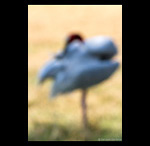 Sarus Crane Preening fine art prints india