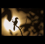 Hornbill at Sunrise fine art prints india