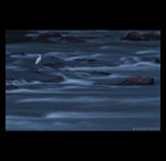 Egret in River fine art prints india