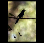 Racket Tailed Drongo calling fine art prints india