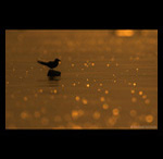 Tern at Dawn fine art prints india