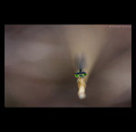 Damselfly closeup fine art prints india