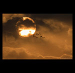 Birds flying into sun  fine art prints india