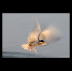 River Terns fine art prints india