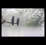 Coromorant pair in mist fine art prints india