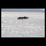 Whiskered Tern hovering fine art prints india