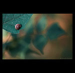 Snail fine art prints india