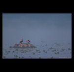 Ruddy Shelducks in mist fine art prints india