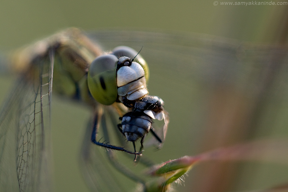 Ground Skimmer (Diplacodes Trivialis)eating a hoverfly