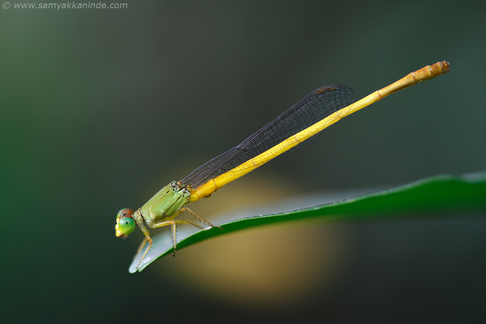 Coromandel Marsh Dart (Ceriagrion coromandelianum)