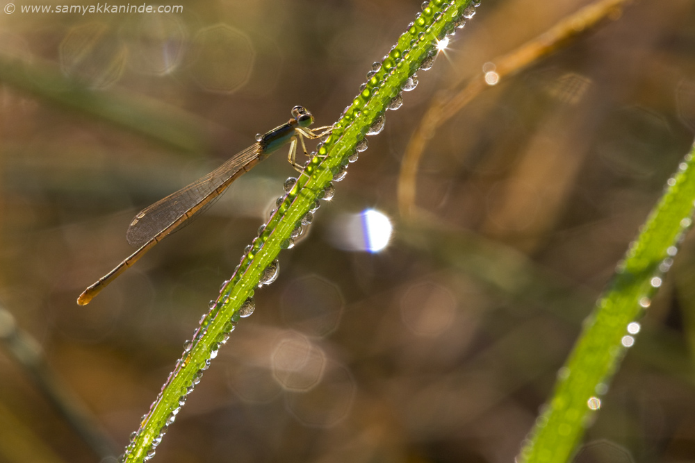 Senegal Golden Dartlet (Ischnura Senegalensis)