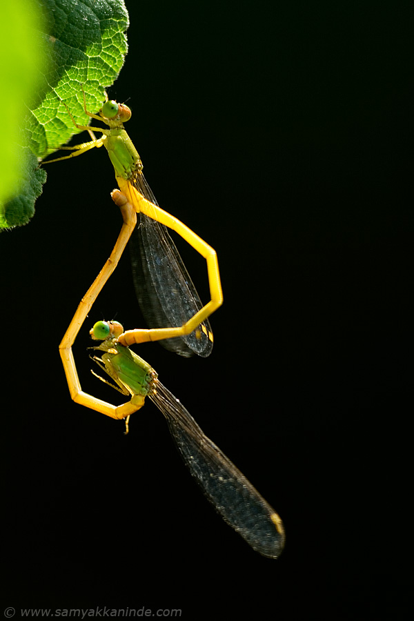 Coromandel Marsh Dart (Ceriagrion coromandelianum) mating