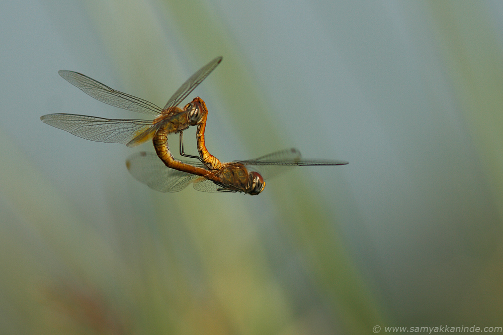 Wandering Glider (Pantala Flavescens) mating in air.