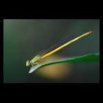 Coromandel Marsh Dart (Ceriagrion coromandelianum)