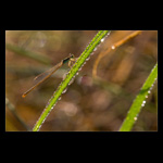 Senegal Golden Dartlet (Ischnura Senegalensis)