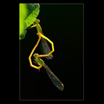 Coromandel Marsh Dart (Ceriagrion coromandelianum) mating